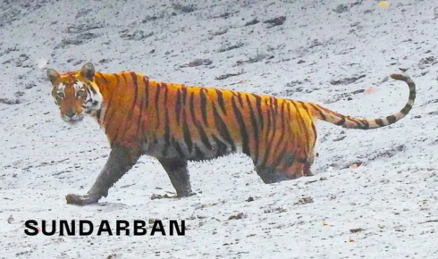 sundarban travels